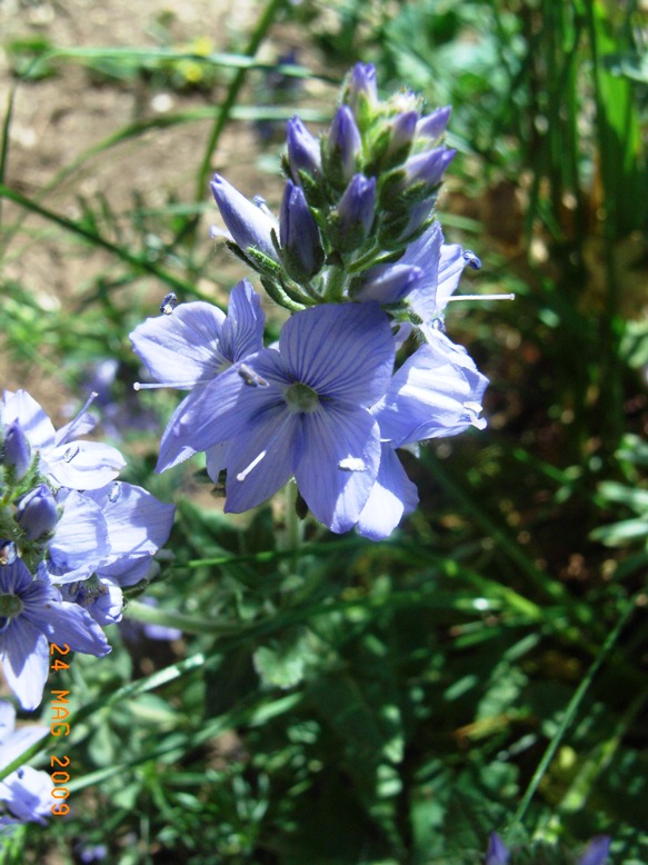 Veronica orsiniana / Veronica di Orsini